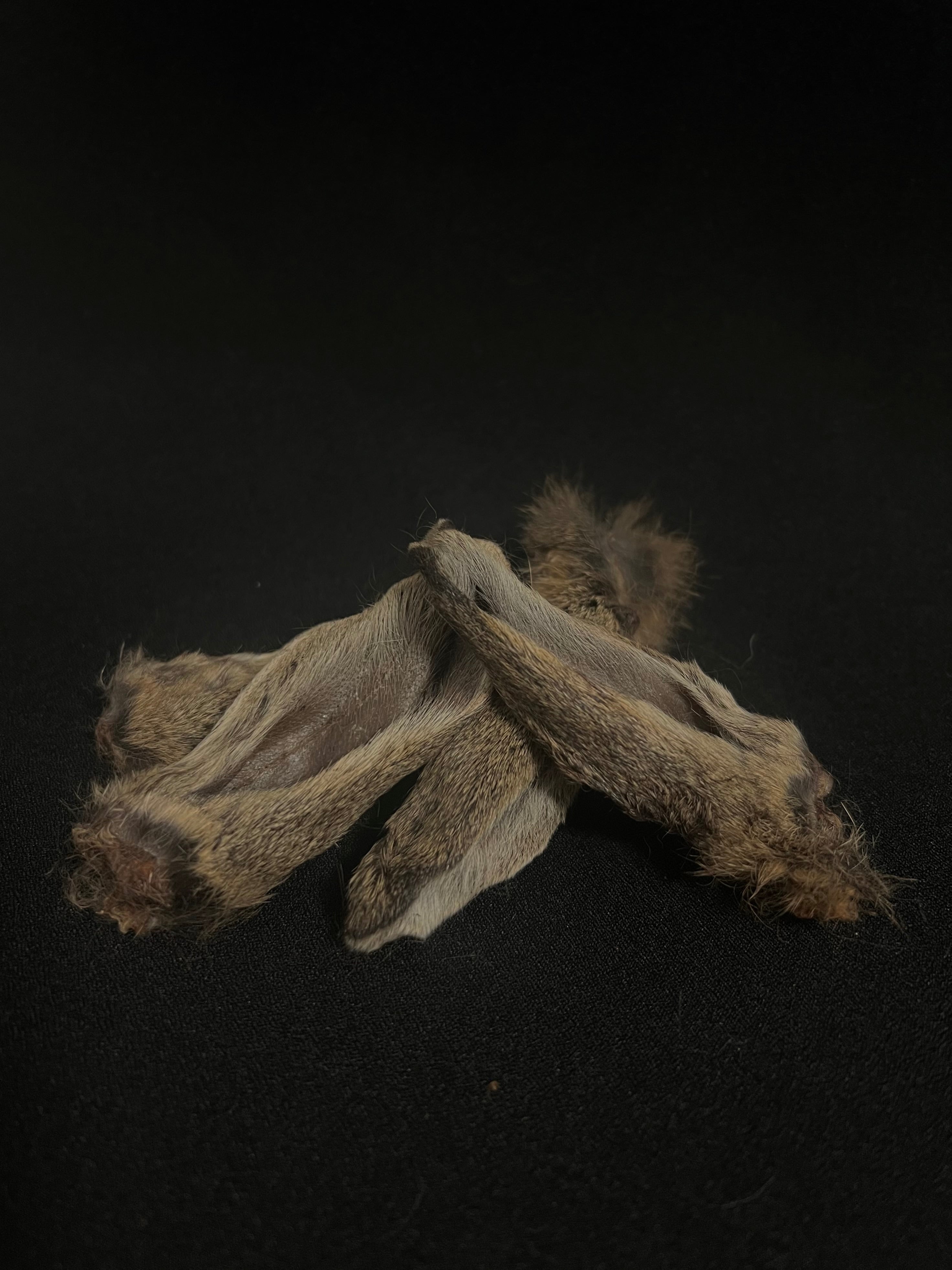 Furry Wild Rabbit Ears