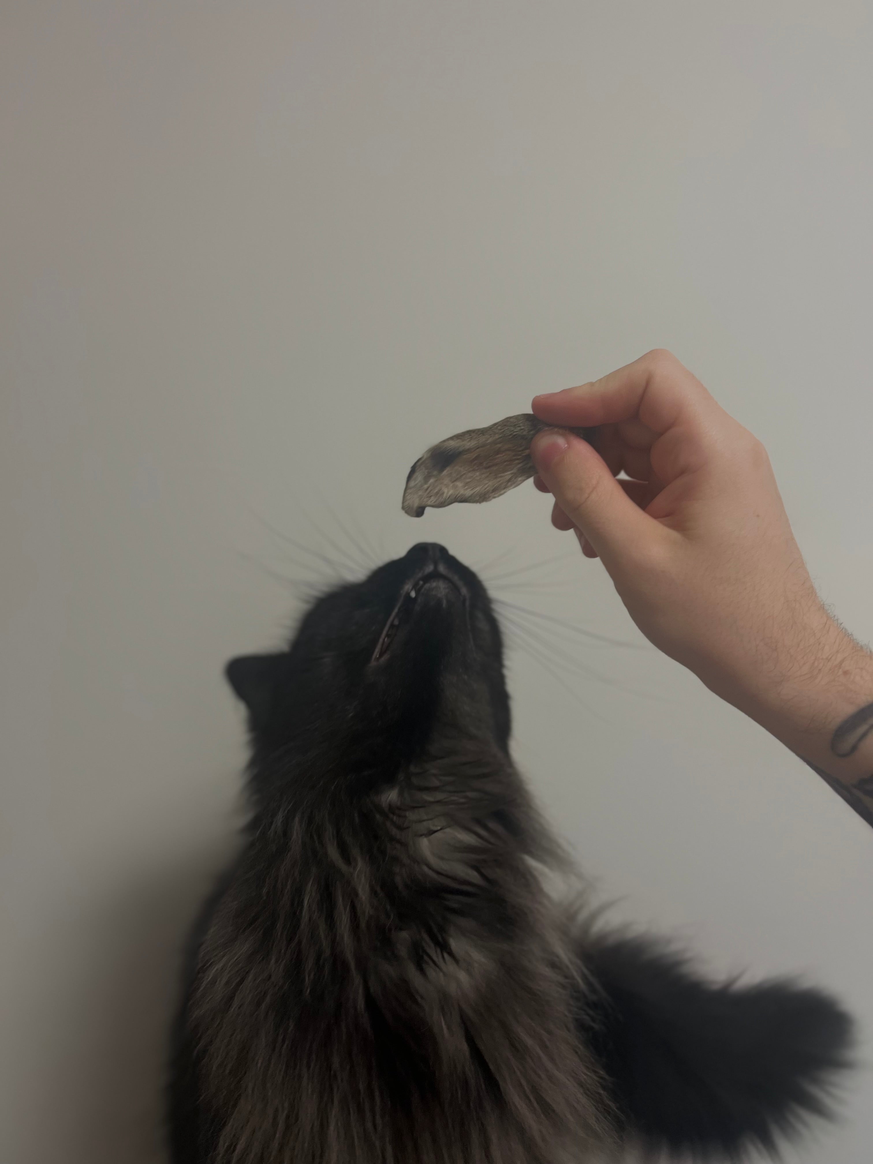 Furry Wild Rabbit Ears