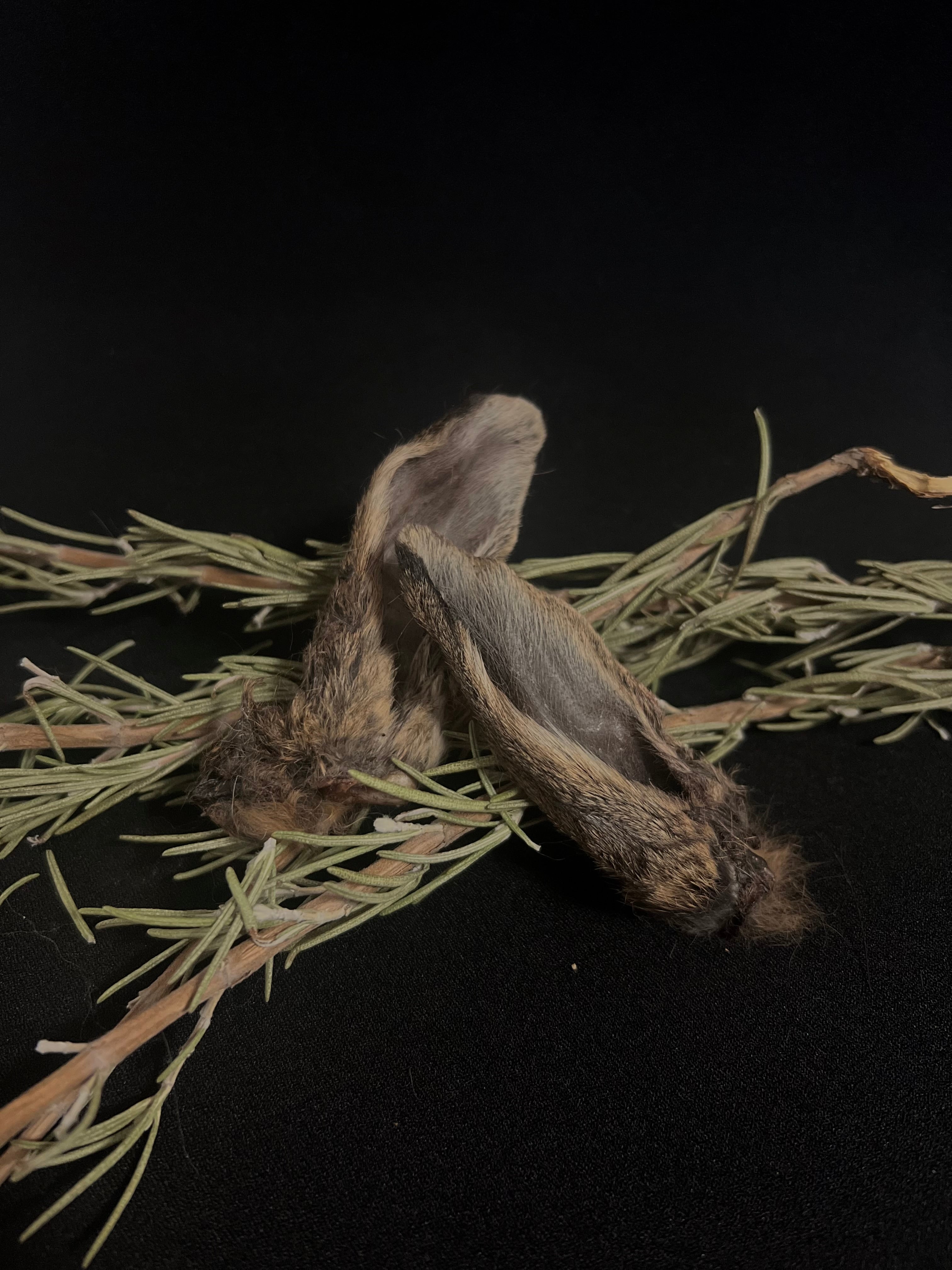 Furry Wild Rabbit Ears