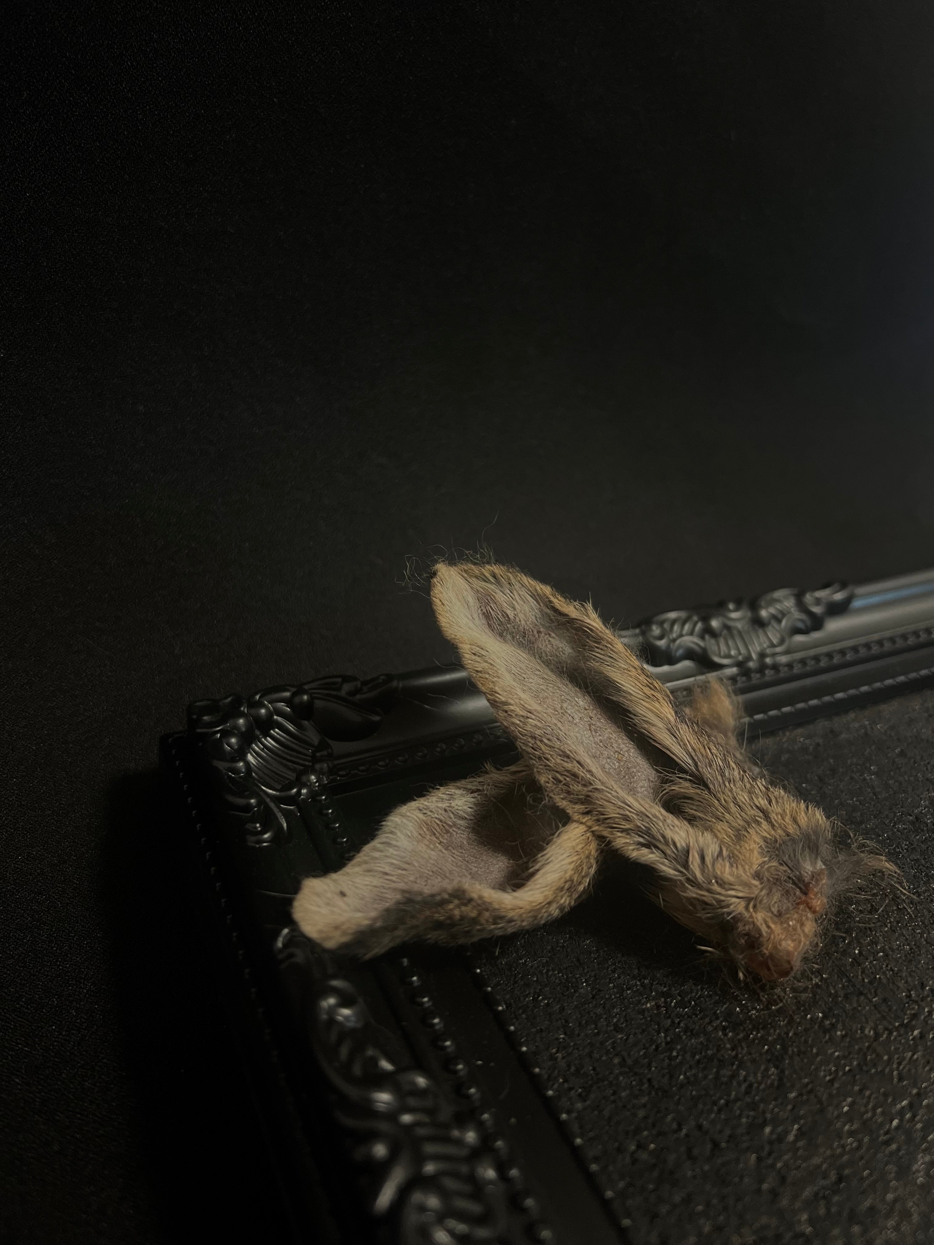 Furry Wild Rabbit Ears