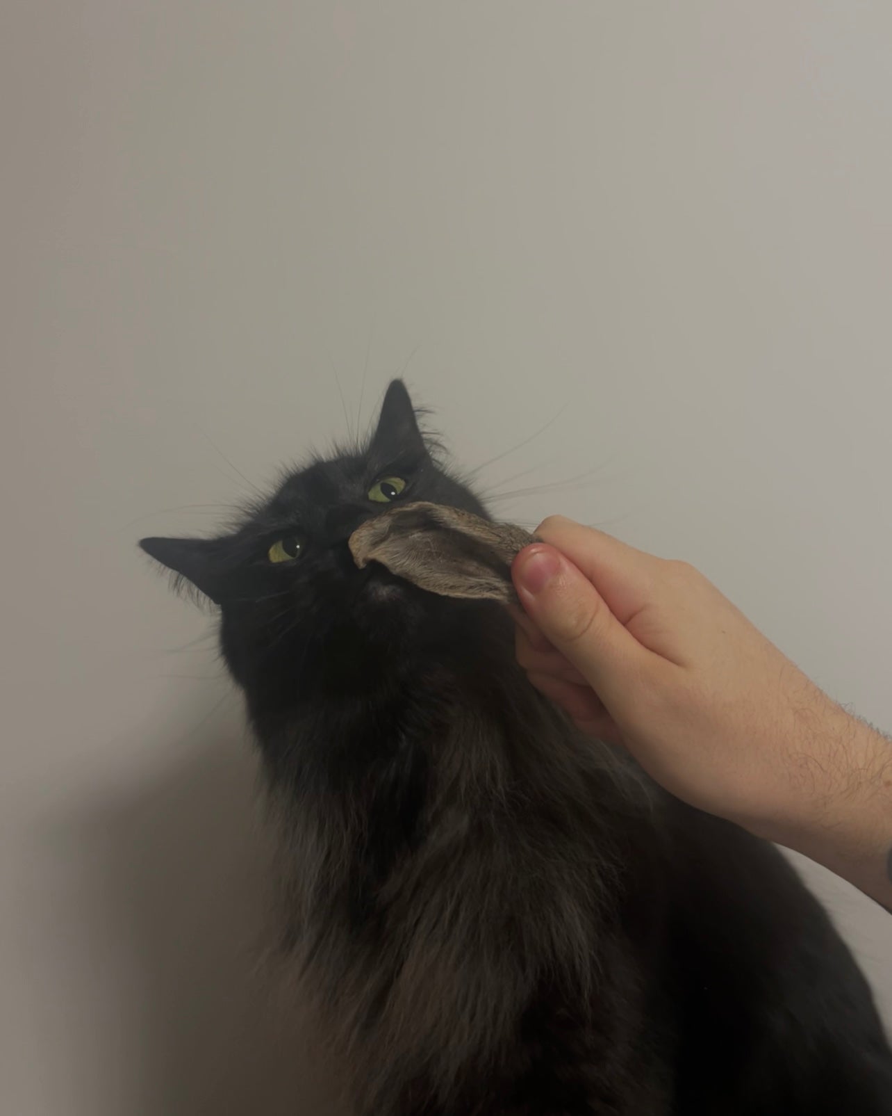 Furry Wild Rabbit Ears