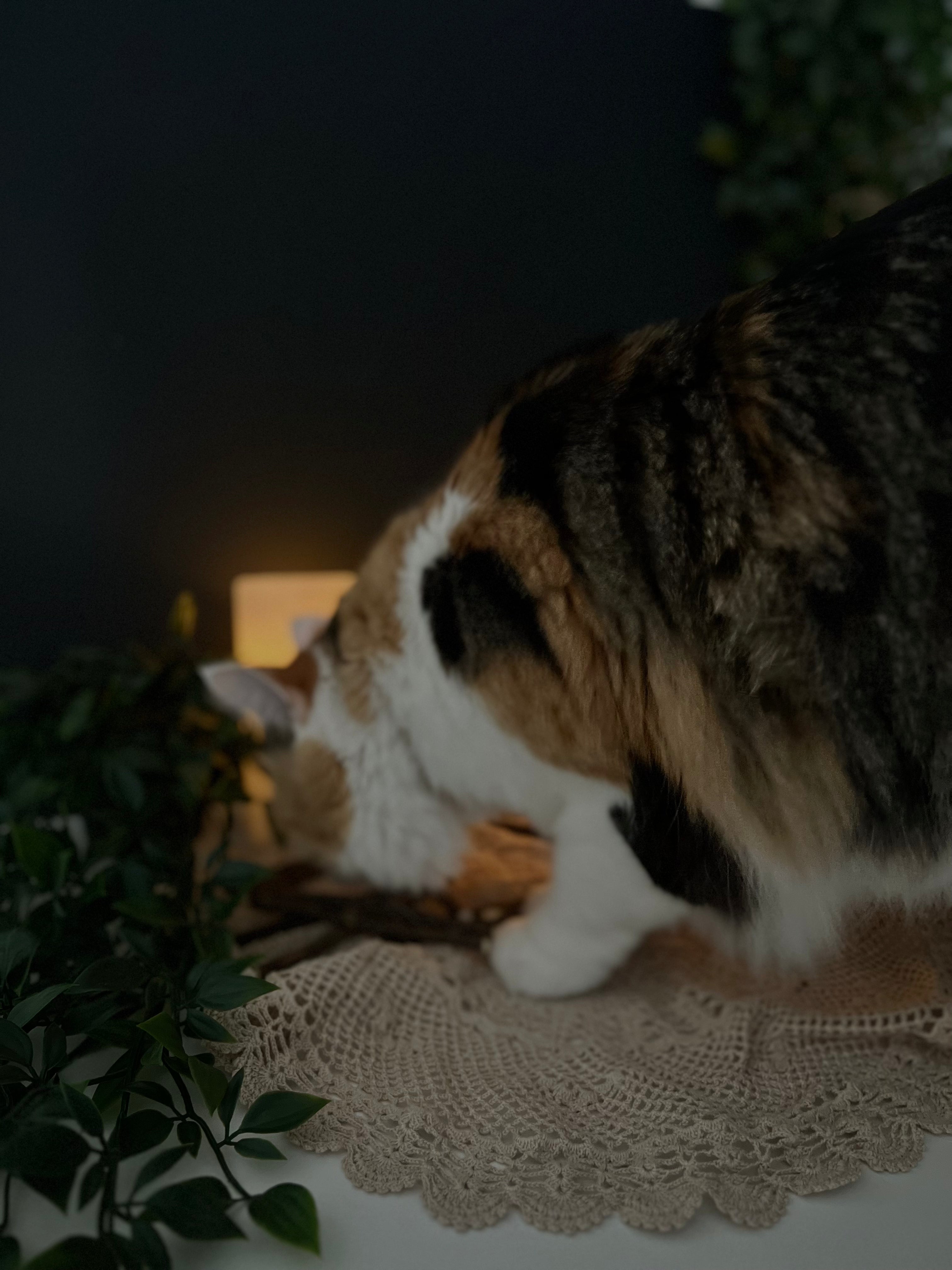 Calico cat playing on a lace doily with Silvervine Sticks. Softly lit background