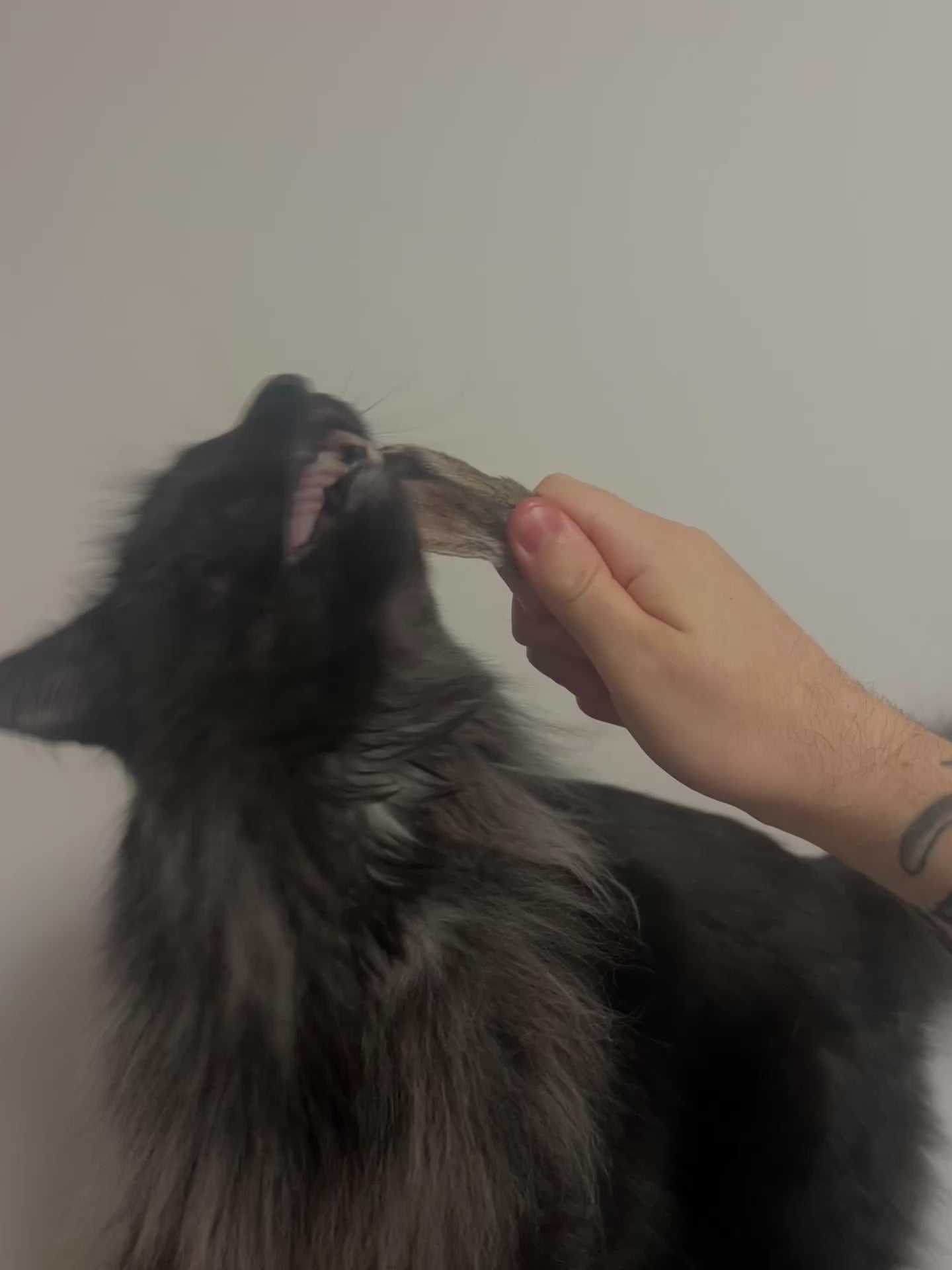 Furry Wild Rabbit Ears