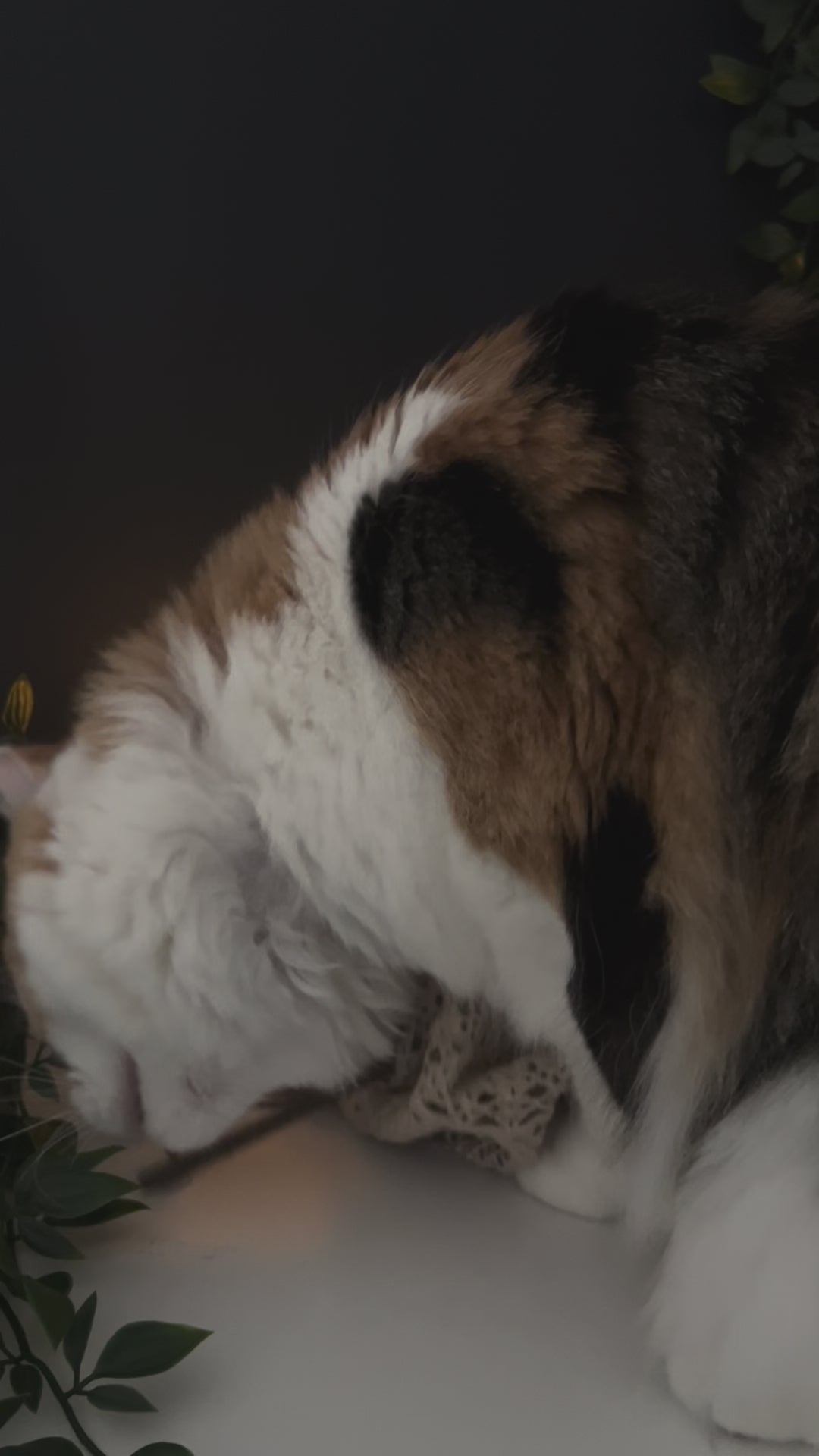 Calico Cat playing with Silvervine sticks