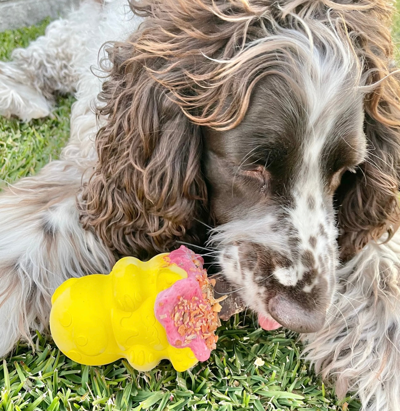 Sodapup Honey Bear Treat Dispenser Toy