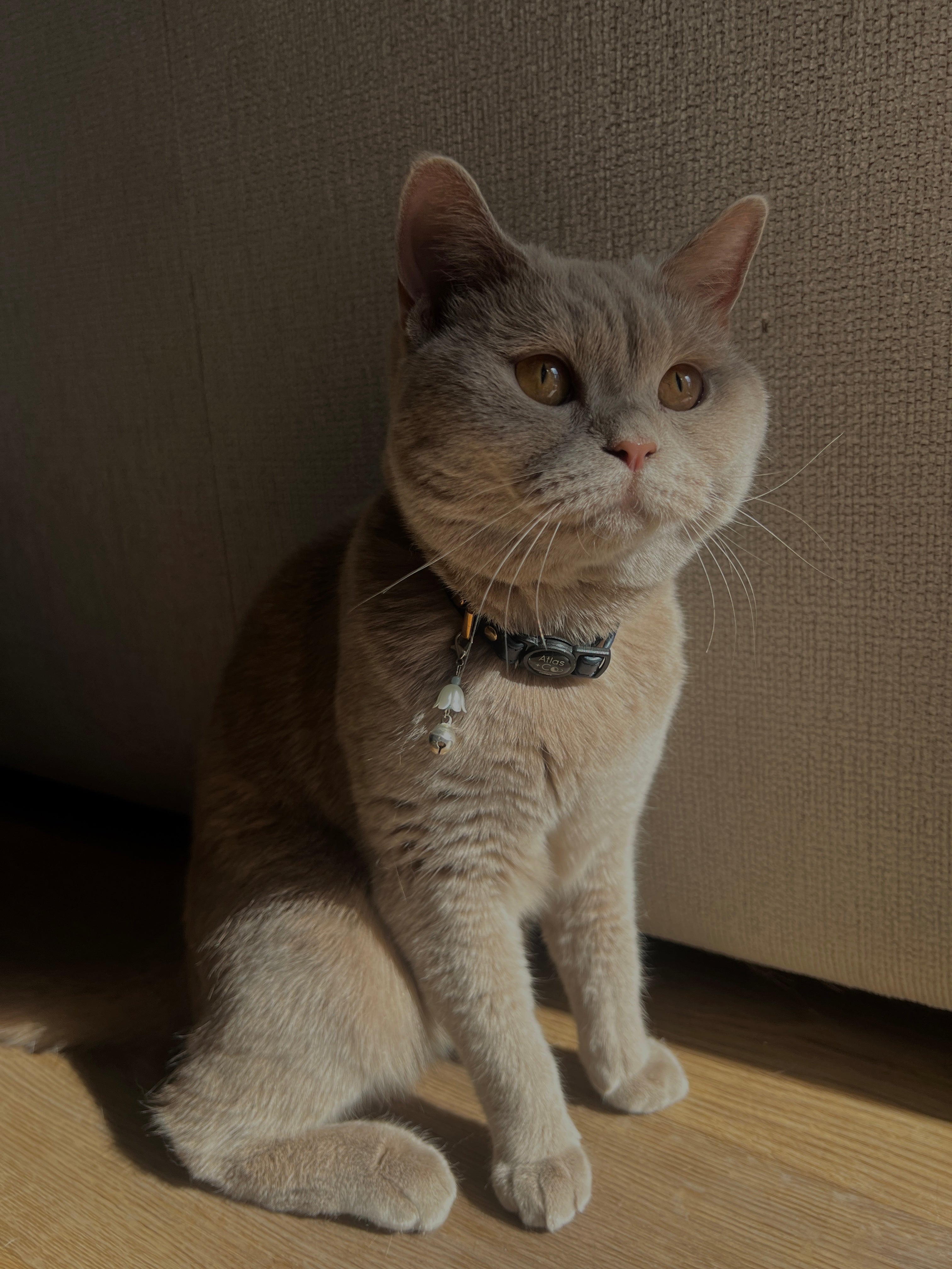 Cute Kawaii Adorable Handmade Crafted Cat and Kitty Bells for Felines to be connected to a collar. Blue Colour with White Pearl Flower. Coquette and Gothic Accessories for Cats. Blue / Grey / Brown Exotic Shorthair Cat 