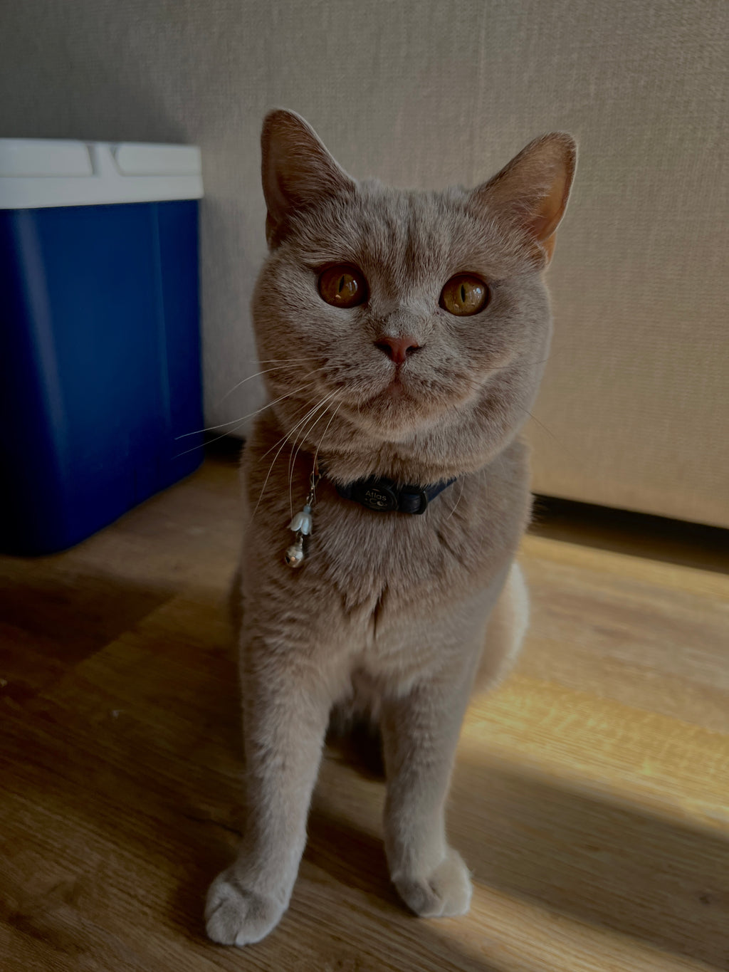 Cute Kawaii Adorable Handmade Crafted Cat and Kitty Bells for Felines to be connected to a collar. Red Colour with White Pearl Flower. Coquette and Gothic Accessories for Cats. Tri-Colour Exotic Shorthair Cat Blem 