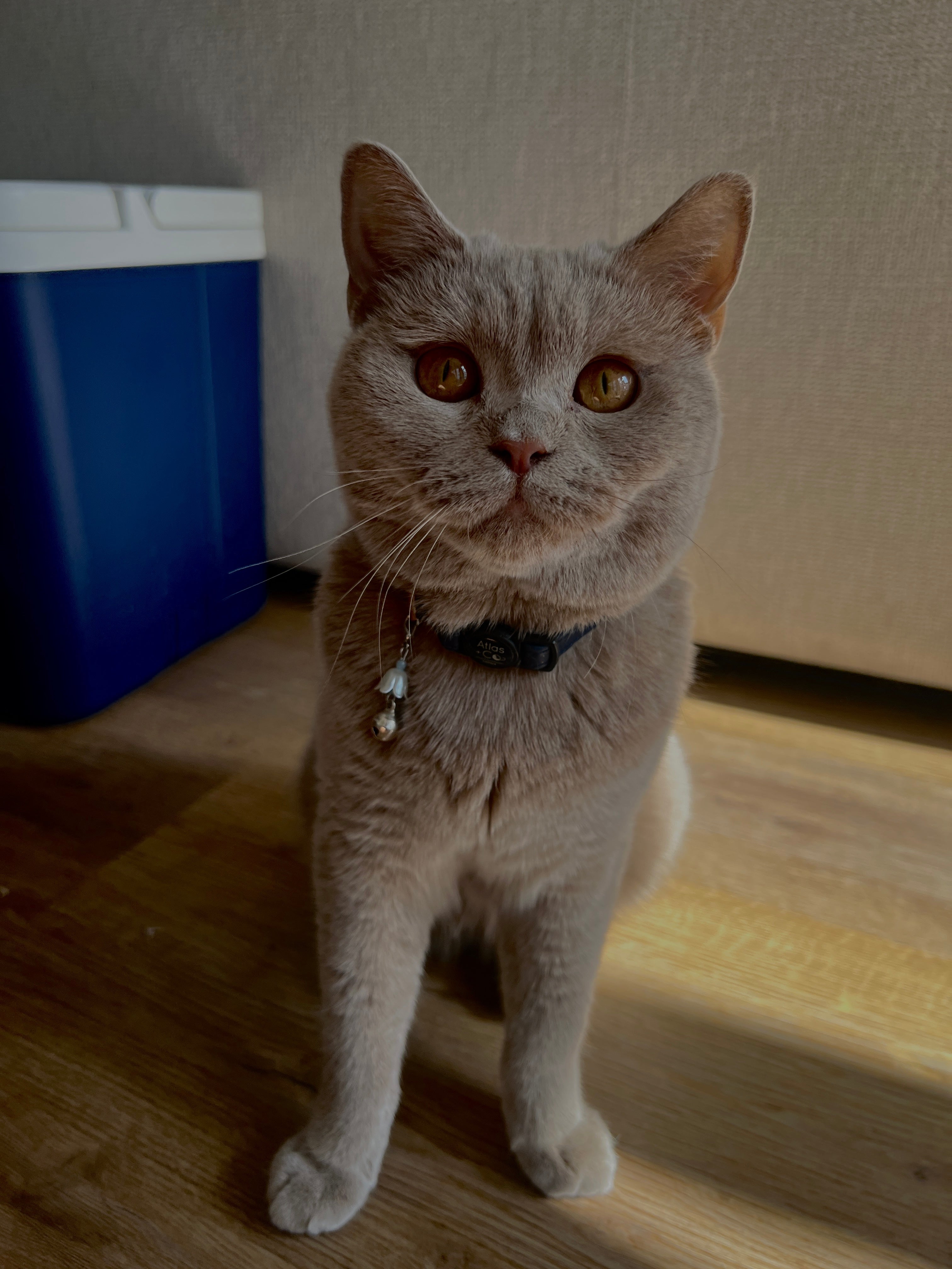 Cute Kawaii Adorable Handmade Crafted Cat and Kitty Bells for Felines to be connected to a collar. Red Colour with White Pearl Flower. Coquette and Gothic Accessories for Cats. Tri-Colour Exotic Shorthair Cat Blem 