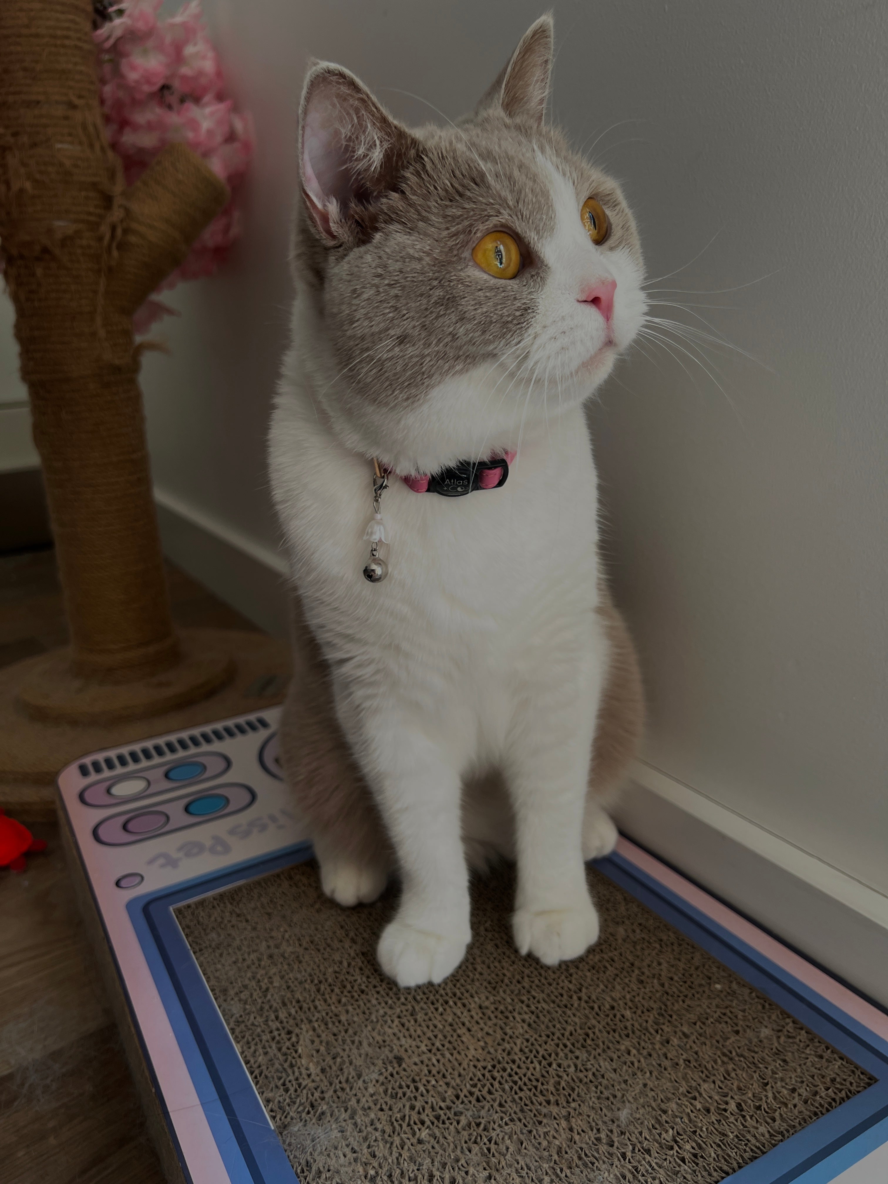 Cute Kawaii Adorable Handmade Crafted Cat and Kitty Bells for Felines to be connected to a collar. Red Colour with White Pearl Flower. Coquette and Gothic Accessories for Cats. Exotic Shorthair Cat Blem 