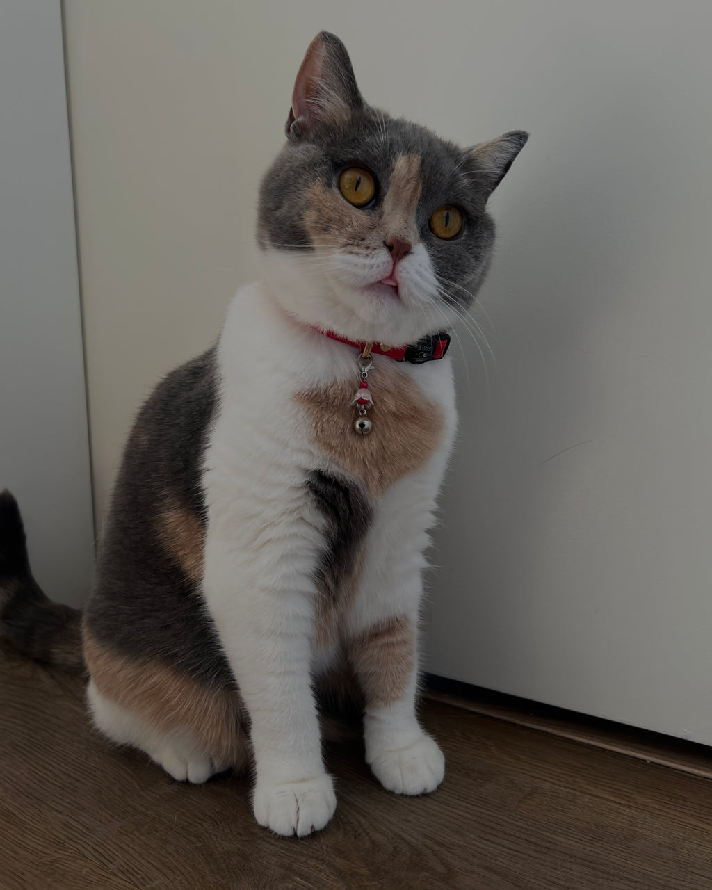 Cute Kawaii Adorable Handmade Crafted Cat and Kitty Bells for Felines to be connected to a collar. Red Colour with White Pearl Flower. Coquette and Gothic Accessories for Cats. Tri-Colour Exotic Shorthair Cat Blem 