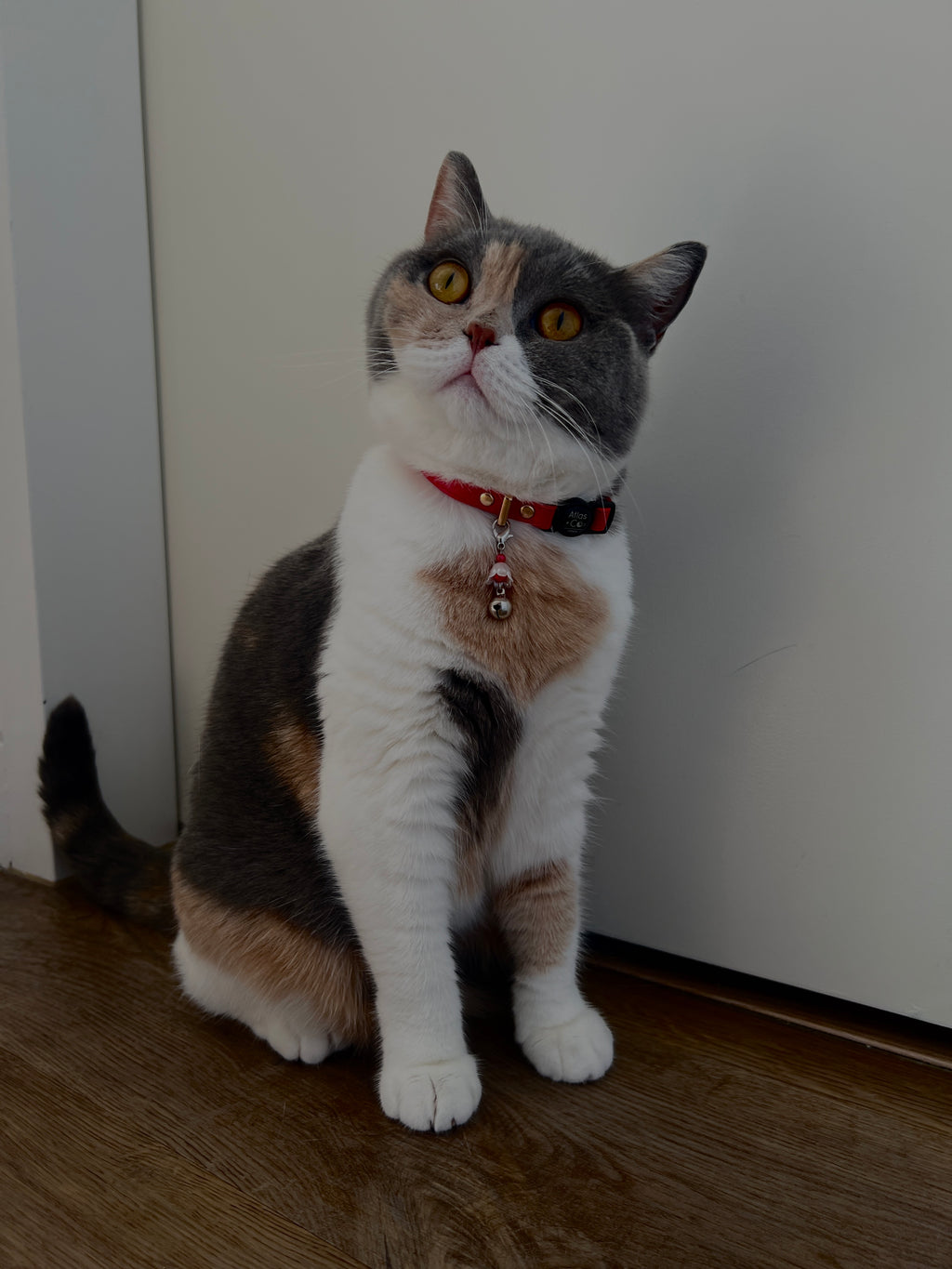 Cute Kawaii Adorable Handmade Crafted Cat and Kitty Bells for Felines to be connected to a collar. Red Colour with White Pearl Flower. Coquette and Gothic Accessories for Cats. Tri-Colour Exotic Shorthair Cat Blem 