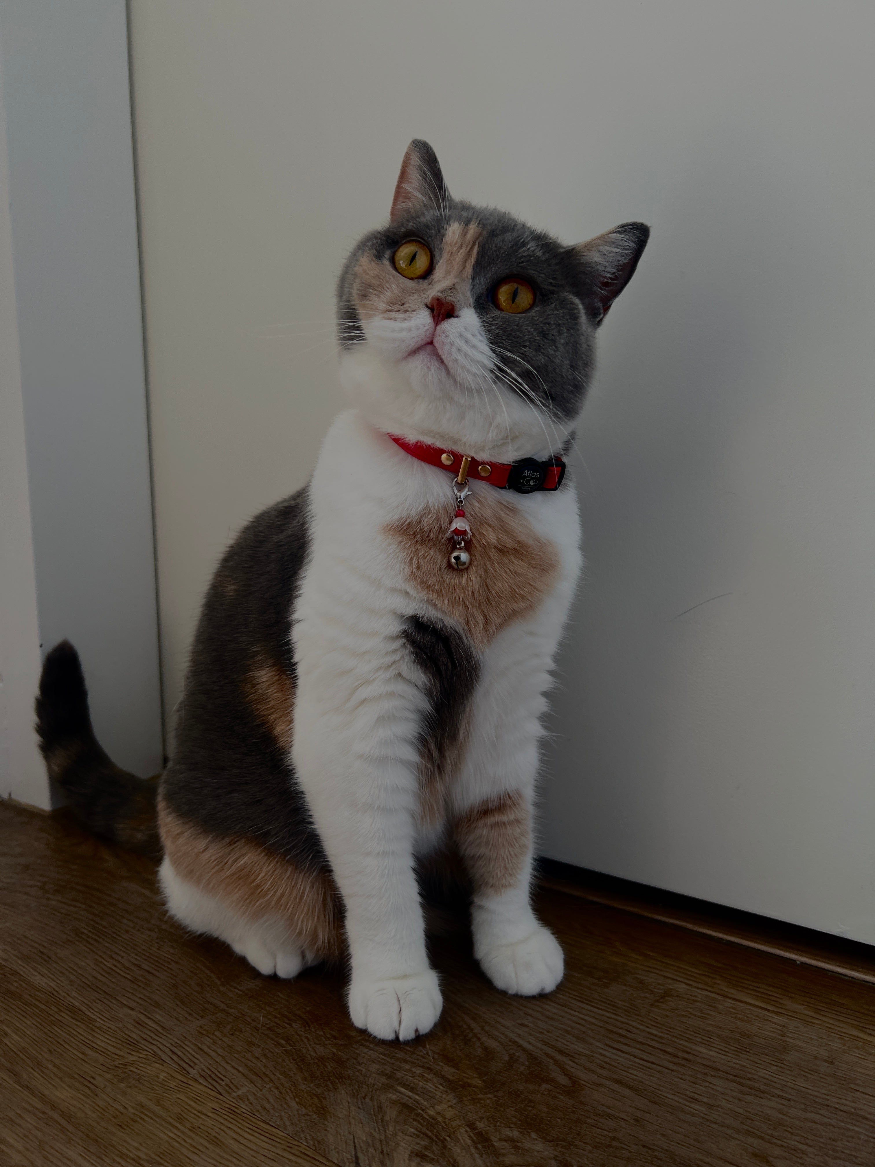 Cute Kawaii Adorable Handmade Crafted Cat and Kitty Bells for Felines to be connected to a collar. Red Colour with White Pearl Flower. Coquette and Gothic Accessories for Cats. Tri-Colour Exotic Shorthair Cat Blem 