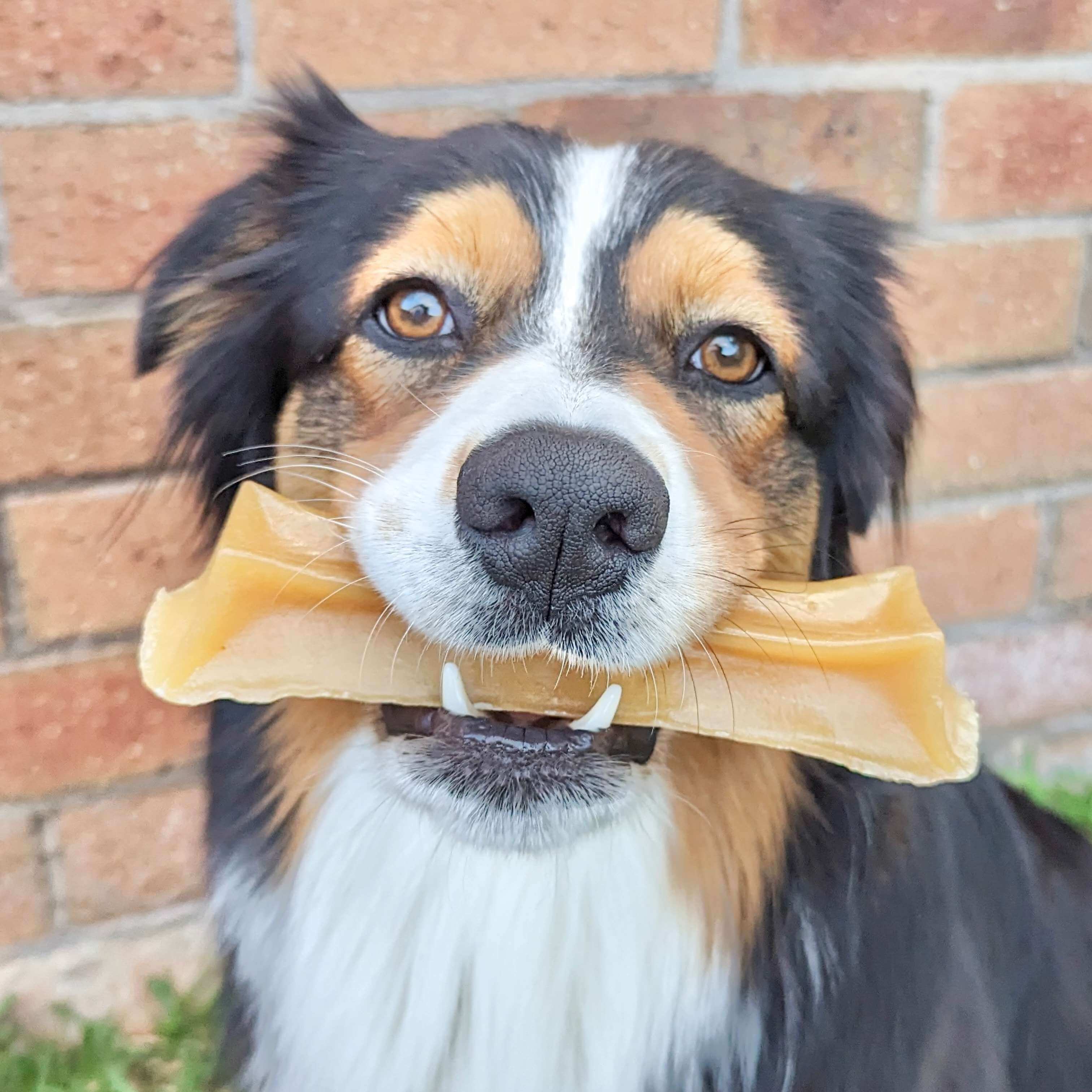 Bone Marrow Chew