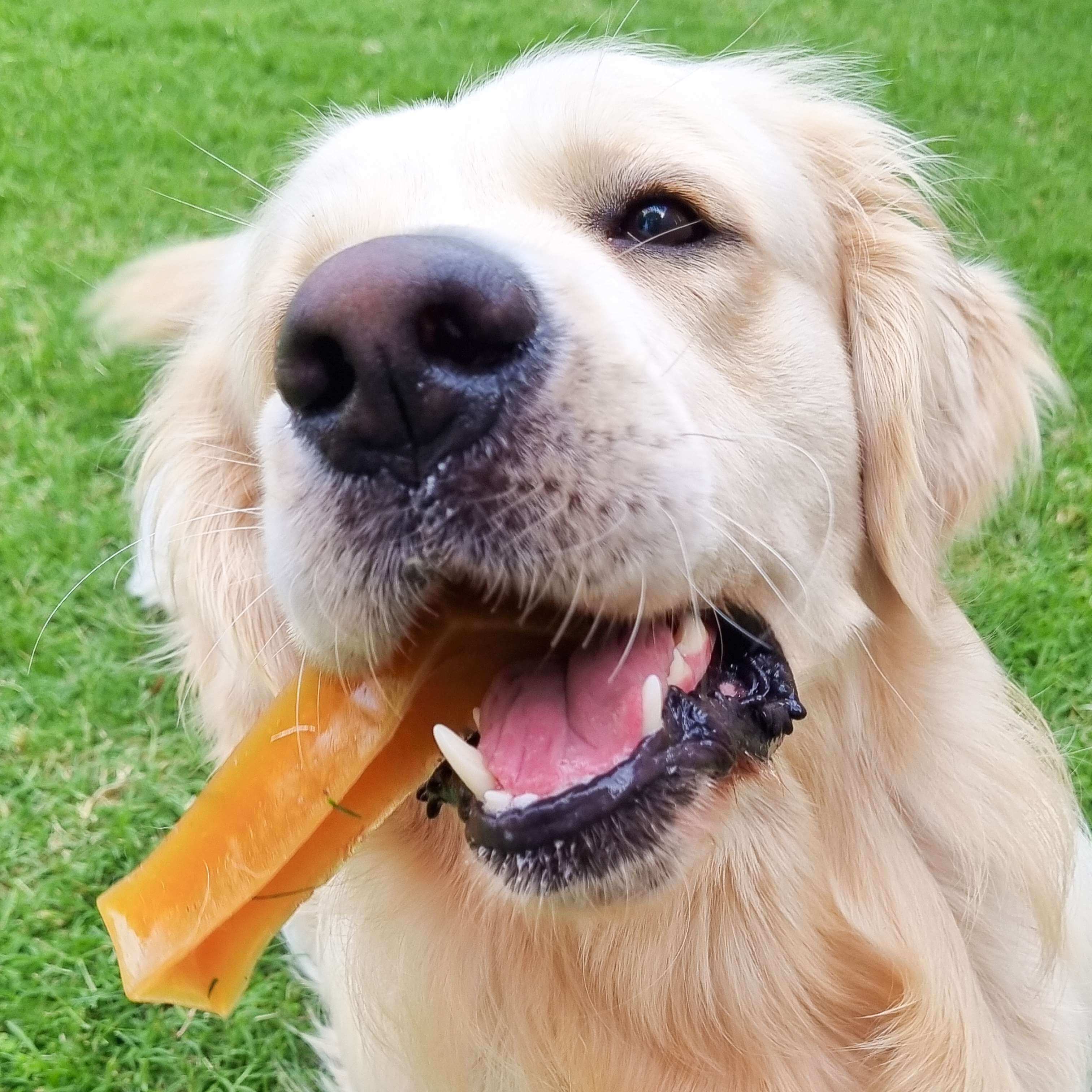 Bone Marrow Chew