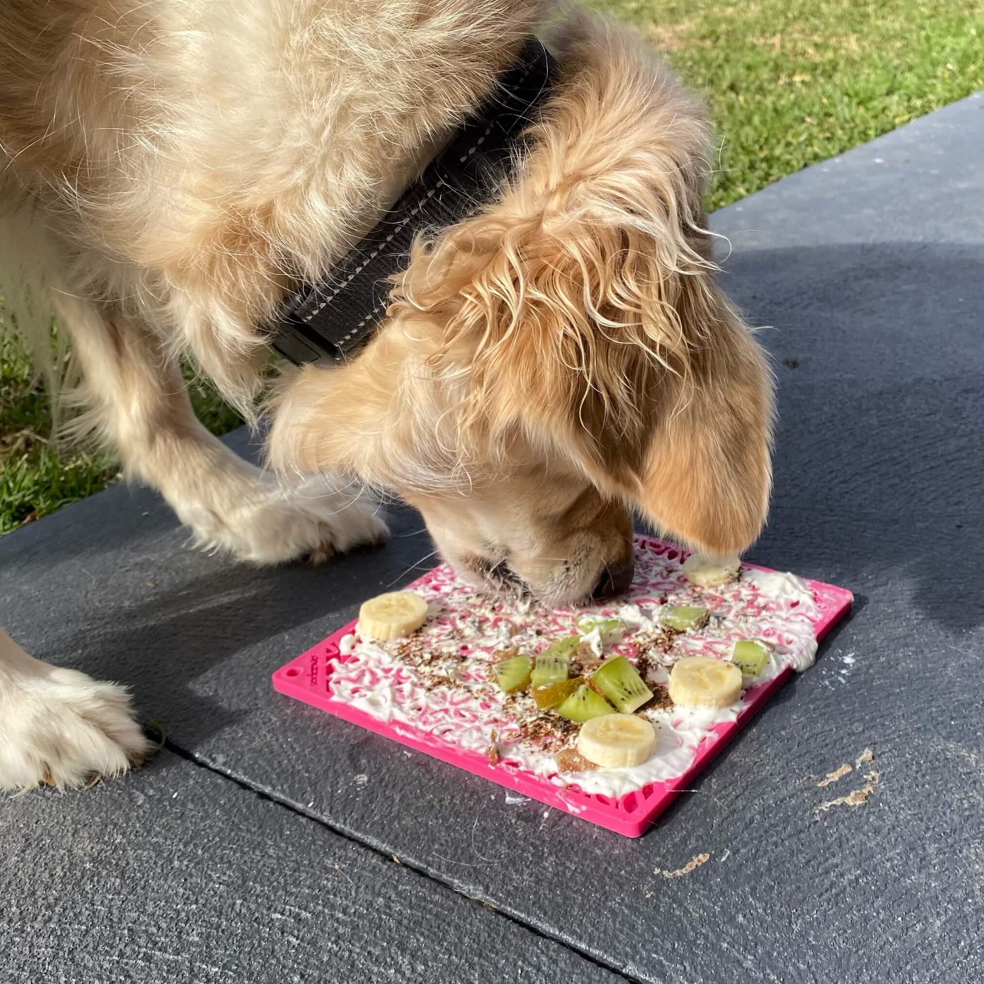 Sodapup Enrichment Lick eMat- Flowers