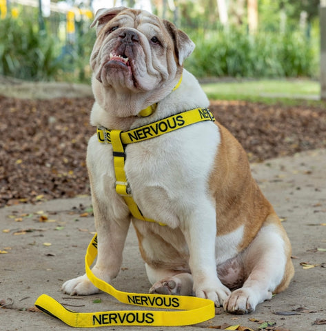 Friendly Dog Collars - Leads