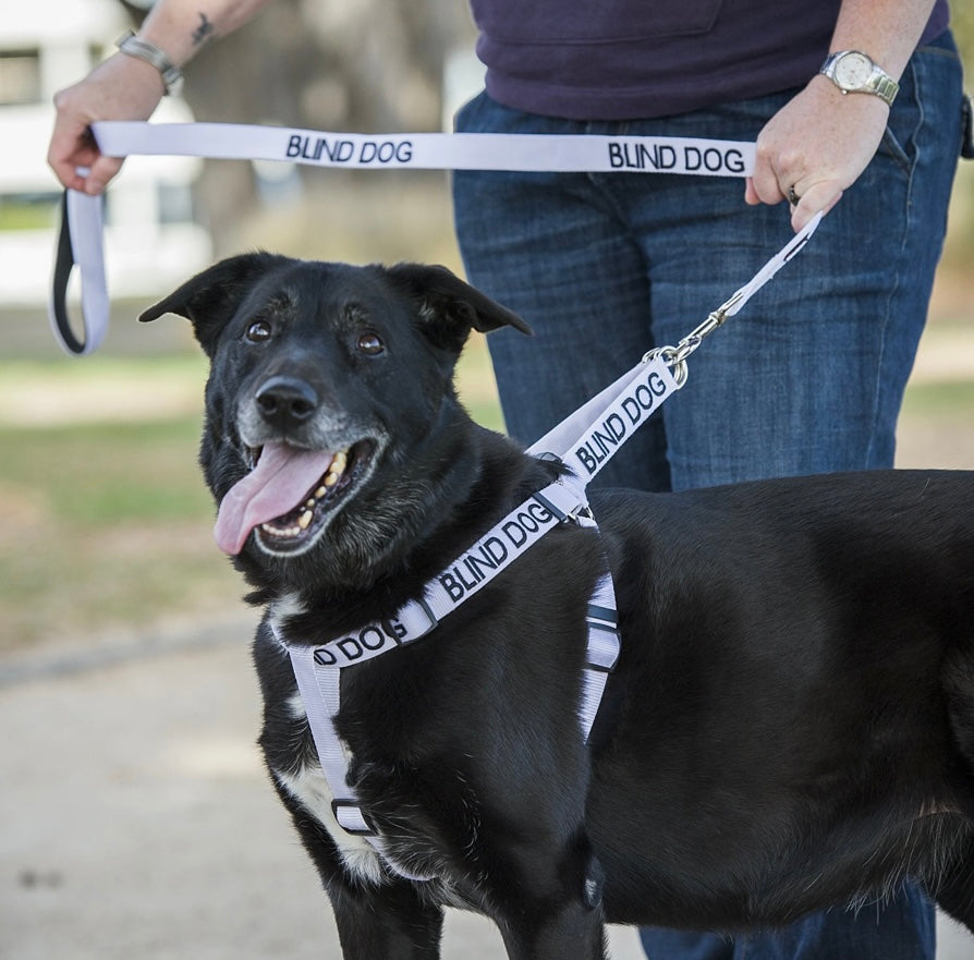 Friendly Dog Collars - Leads