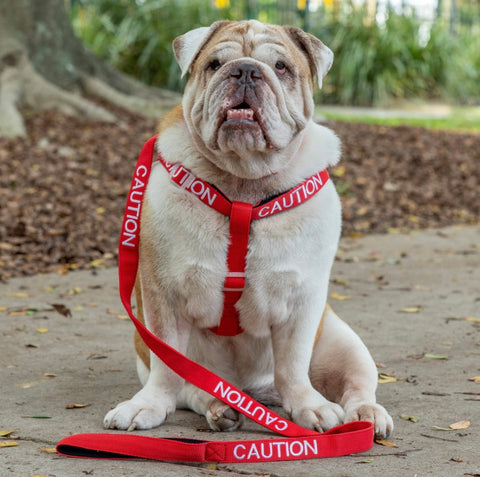 Friendly Dog Collars - Leads