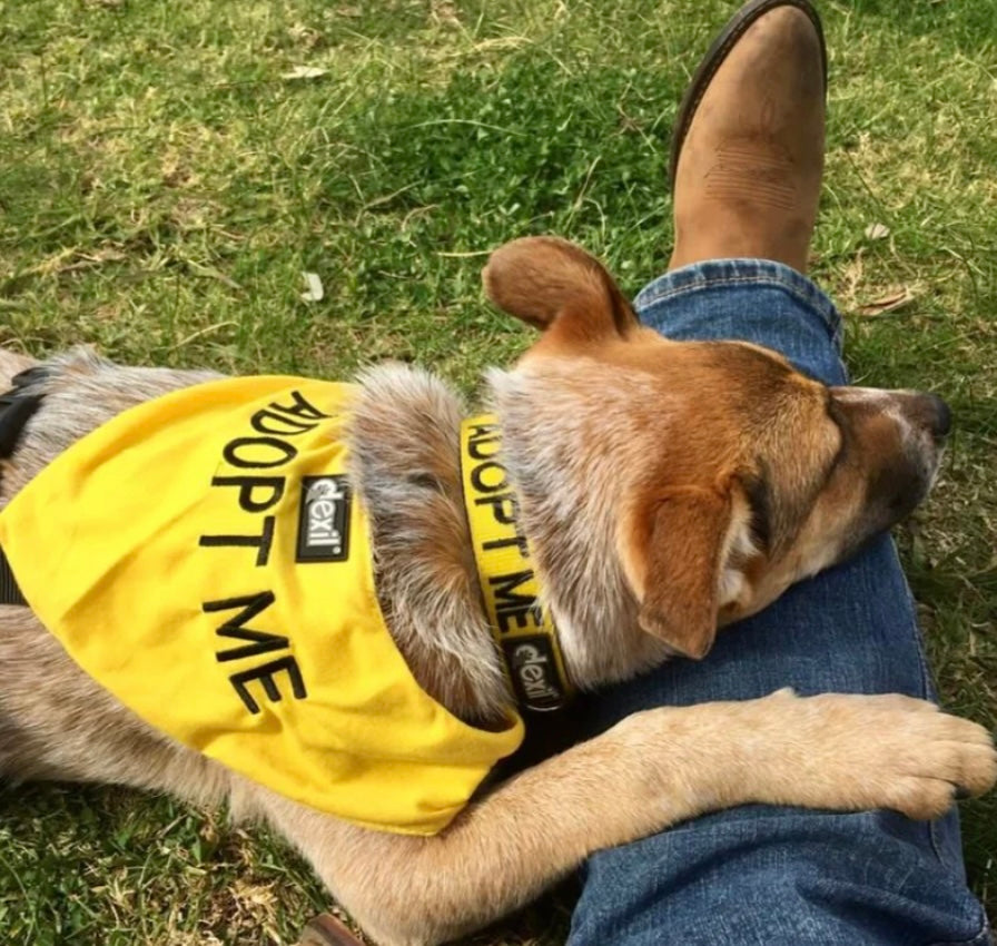 Friendly Dog Collars - Bandana