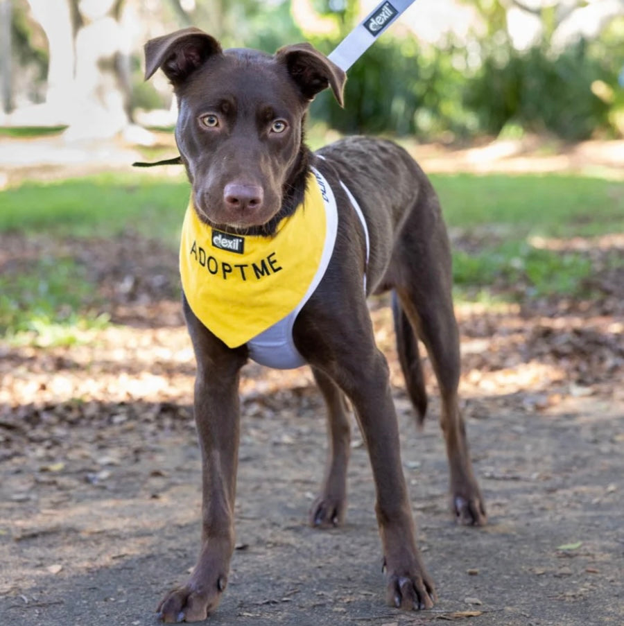 Friendly Dog Collars - Bandana