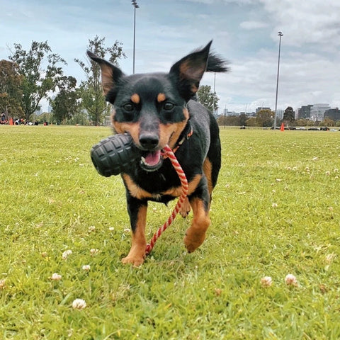 Sodapup Magnum Grenade & Rope Toy