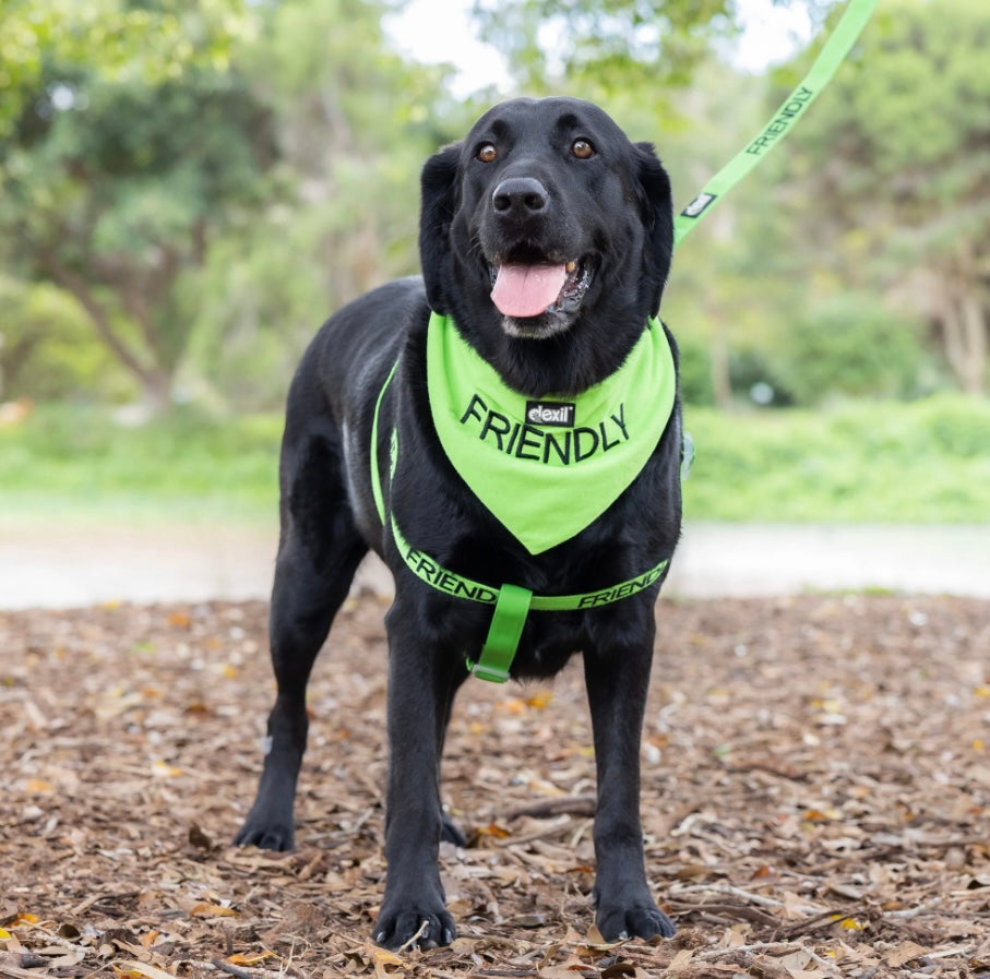 Friendly Dog Collars - Bandana