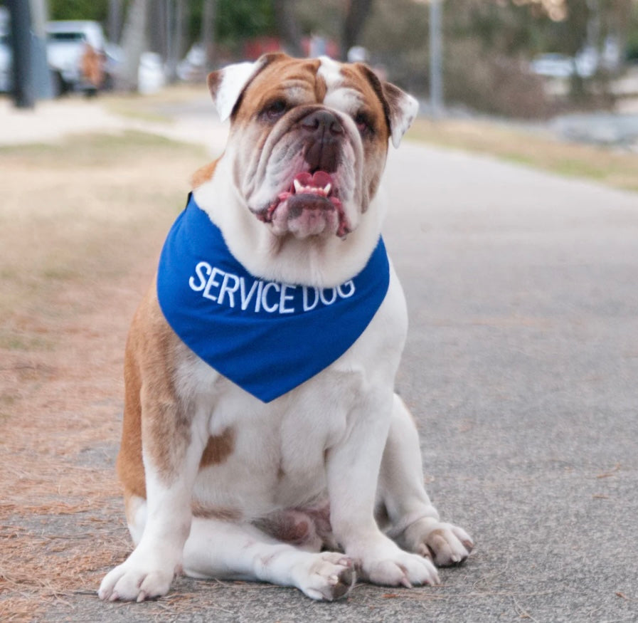 Friendly Dog Collars - Bandana