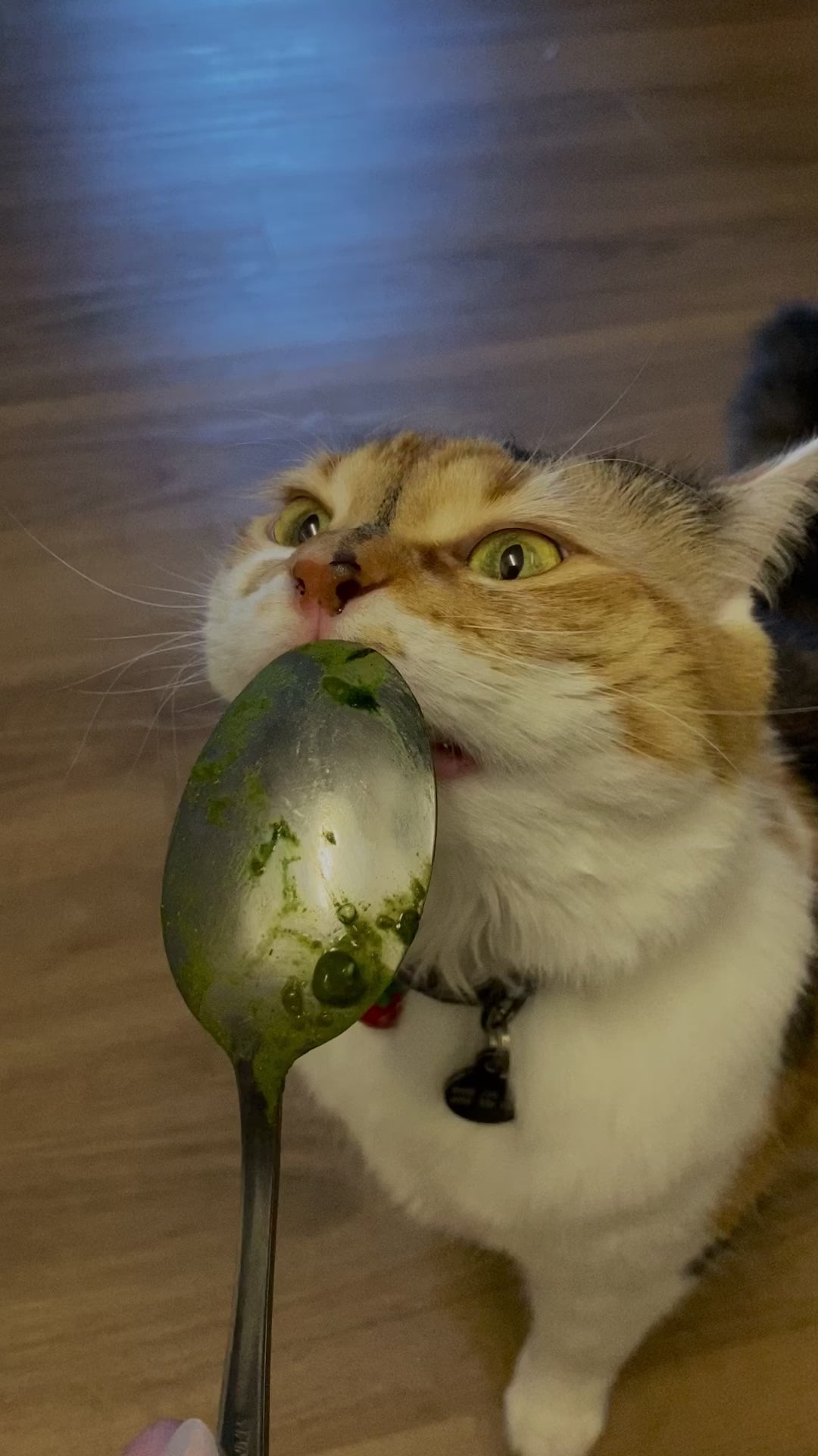 MCR / My Cat’s Raw(r) - Balanced Meal for Felines
