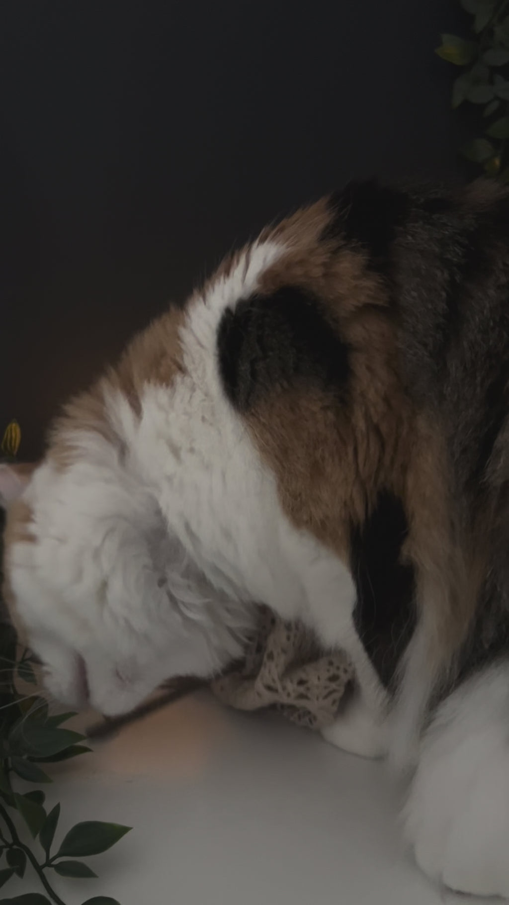 Calico Cat playing with Silvervine sticks

