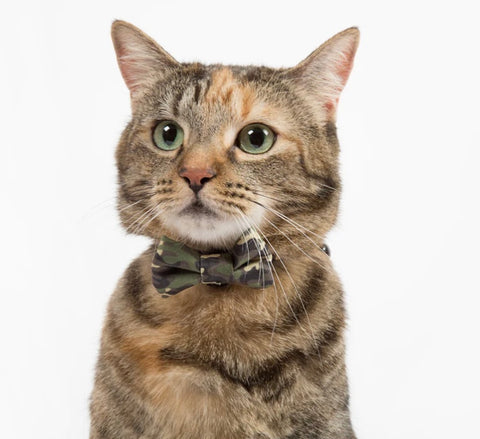 Little Kitty Co Collar & Bow Tie - Cool Cat Camo