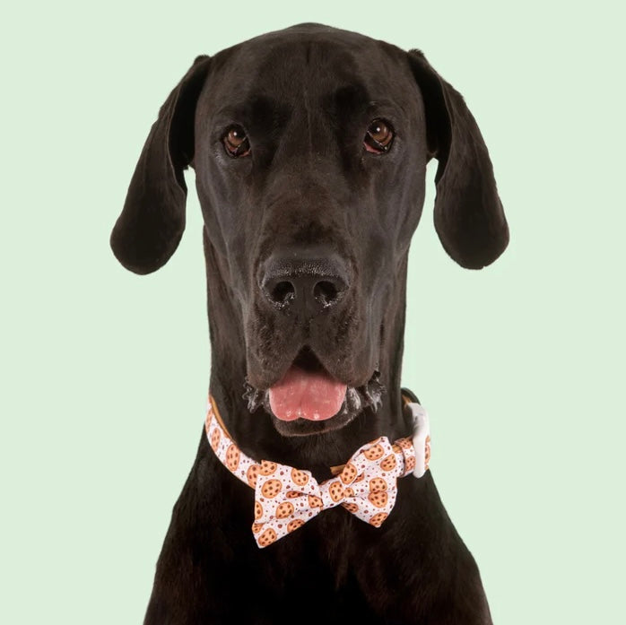 Big And Little Dogs Collar & Bow Tie - One Cute Cookie