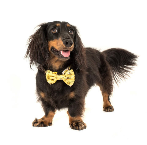 Big And Little Dogs Collar & Bow Tie - Bee Hiving