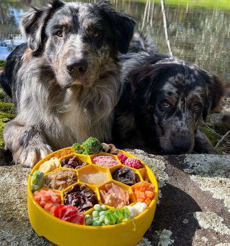 Sodapup Honeycomb Slow Feeder Bowl