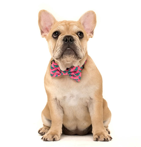 Big And Little Dogs Collar & Bow Tie - Princessasaurus