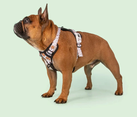 Big And Little Dogs All Rounder Harness - One Cute Cookie