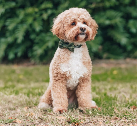 Big And Little Dogs Collar & Bow Tie - Camouflaged