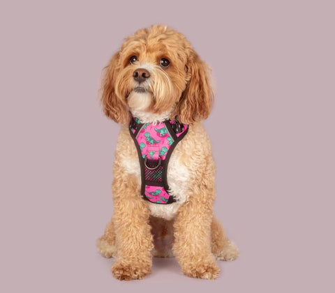 Big And Little Dogs All Rounder Harness - Princessasaurus