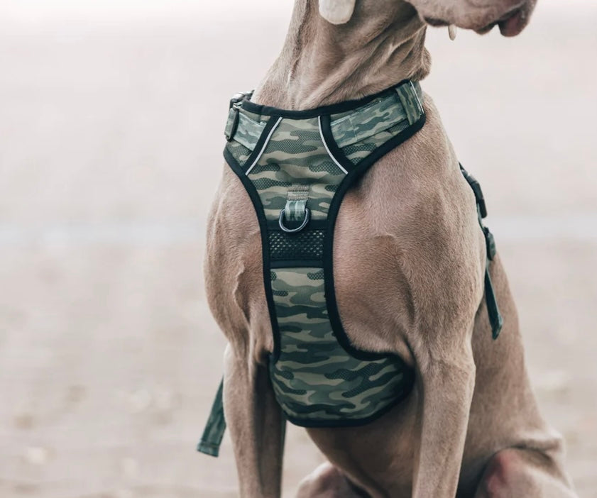 Big And Little Dogs All Rounder Harness - Camouflaged