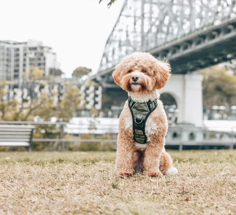 Big And Little Dogs All Rounder Harness - Camouflaged